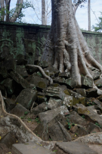 Tree roots growing over a wall