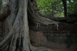 Tree growing over the wall