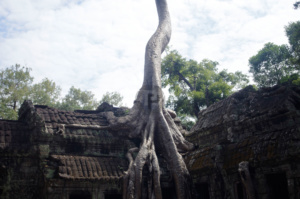 Tree growing out of/into the ruined gallery in the temple