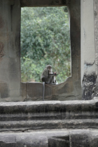 Monkeys in the window of Angkor Wat