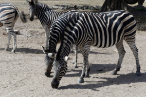 Zebras on safari in Fathala safari park