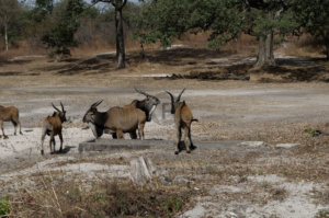 Ibex on safari in Fathala safari park
