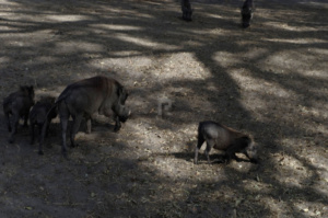 Warthogs on safari in Fathala safari park