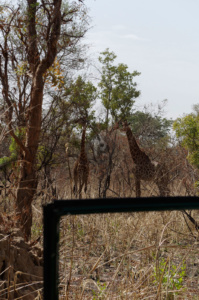 A Pair of Giraffes in the wild on safari.