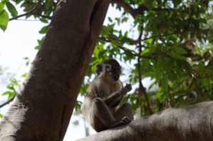 Monkey chilling in a tree in Bijilo monkey park
