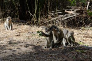 Monkeys looking at his leaves in Bijilo monkey park