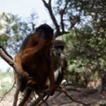 Red monkey and his grey friend in Bijilo monkey park Red monkey and his grey friend in Bijilo monkey park