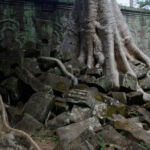 Tree roots growing over a wall Tree roots growing over a wall