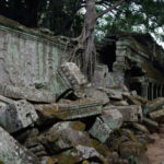 Tree growing through a wall and collapsing it Tree growing through a wall and collapsing it