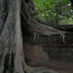 Tree growing over the wall Tree growing over the wall