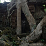 Huge Roots growing over a wall Huge Roots growing over a wall
