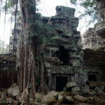 Trees growing out of a collapsed gallery and tower Trees growing out of a collapsed gallery and tower