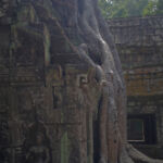 Tree roots growing over another gallery Tree roots growing over another gallery