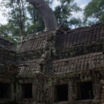 Classic view of the tree growing out of a gallery Classic view of the tree growing out of a gallery