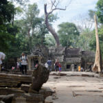 Looking back at the classic view of the tree growing out of the ruins Looking back at the classic view of the tree growing out of the ruins