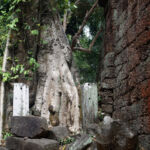 First view of a tree growing out of Ta Prohm First view of a tree growing out of Ta Prohm