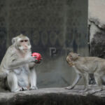 Monkeys eating an apple in front of Angkor Monkeys eating an apple in front of Angkor