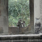 Another shot of monkeys in the window Another shot of monkeys in the window