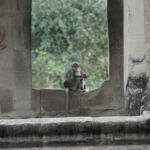 Monkeys in the window of Angkor Wat Monkeys in the window of Angkor Wat