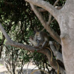 Baby monkey and his mum, in Bijilo monkey park Baby monkey and his mum, in Bijilo monkey park