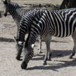 Zebras on safari in Fathala safari park Zebras on safari in Fathala safari park