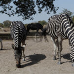 Zebras on safari in Fathala safari park Zebras on safari in Fathala safari park