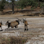 Ibex on safari in Fathala safari park Ibex on safari in Fathala safari park