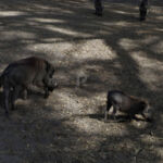 Warthogs on safari in Fathala safari park Warthogs on safari in Fathala safari park