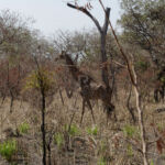 A Giraffe in the wild on Safari in the Fathala safari park A Giraffe in the wild on Safari in the Fathala safari park