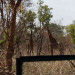 A Pair of Giraffes in the wild on safari. A Pair of Giraffes in the wild on safari.