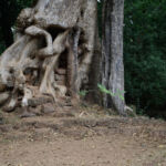 Tree roots growing of the outer enclosure wall of the Baphuon Tree roots growing of the outer enclosure wall of the Baphuon