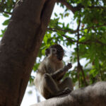 Monkey chilling in a tree in Bijilo monkey park Monkey chilling in a tree in Bijilo monkey park