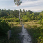 Lonely palm tree long the path Lonely palm tree long the path