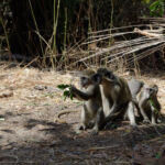 Monkeys looking at his leaves in Bijilo monkey park Monkeys looking at his leaves in Bijilo monkey park