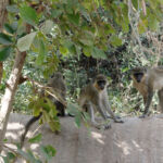 Three wise or unwise monkeys on a tree Three wise or unwise monkeys on a tree