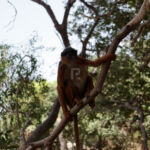 Red monkey in a tree posing for the camera in Bijilo monkey park Red monkey in a tree posing for the camera in Bijilo monkey park