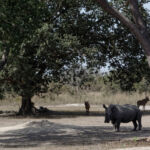 Rhinoceros on safari at Fathala safari park Rhinoceros on safari at Fathala safari park