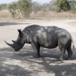 Rhinoceros on safari at Fathala safari park Rhinoceros on safari at Fathala safari park
