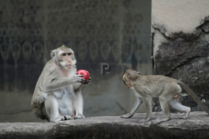 Monkeys eating an apple in front of Angkor