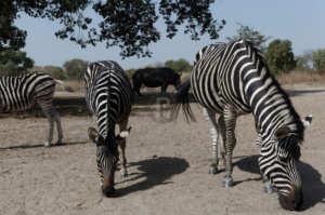Zebras on safari in Fathala safari park