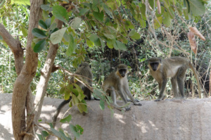 Three wise or unwise monkeys on a tree