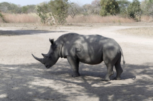 Rhinoceros on safari at Fathala safari park